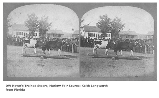 DW Howe's Trained Steers - Marlow Fair